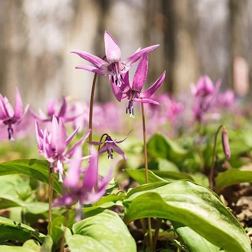 Corydalis Yanhusuo